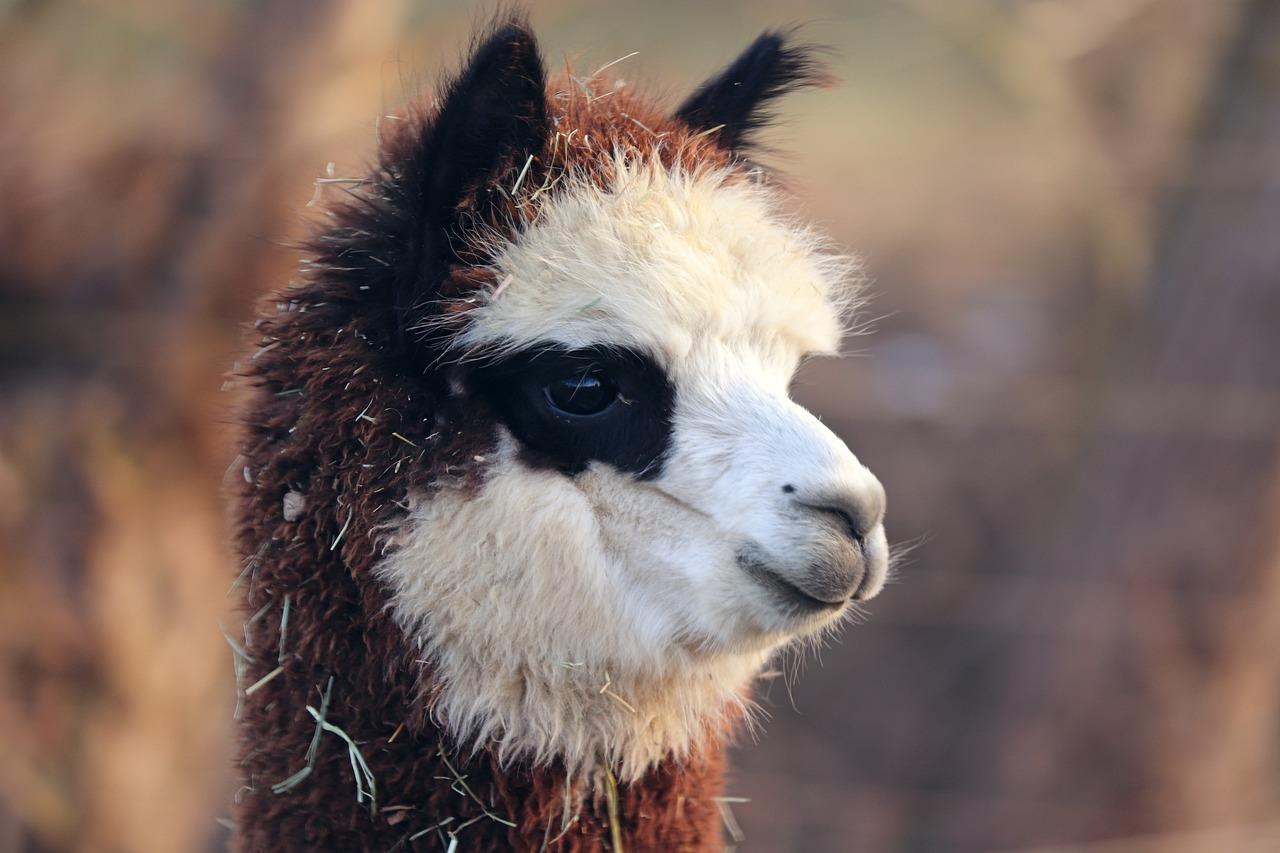 Alpaka im Tierpark Wismar Alpaka im Tierpark Wismar